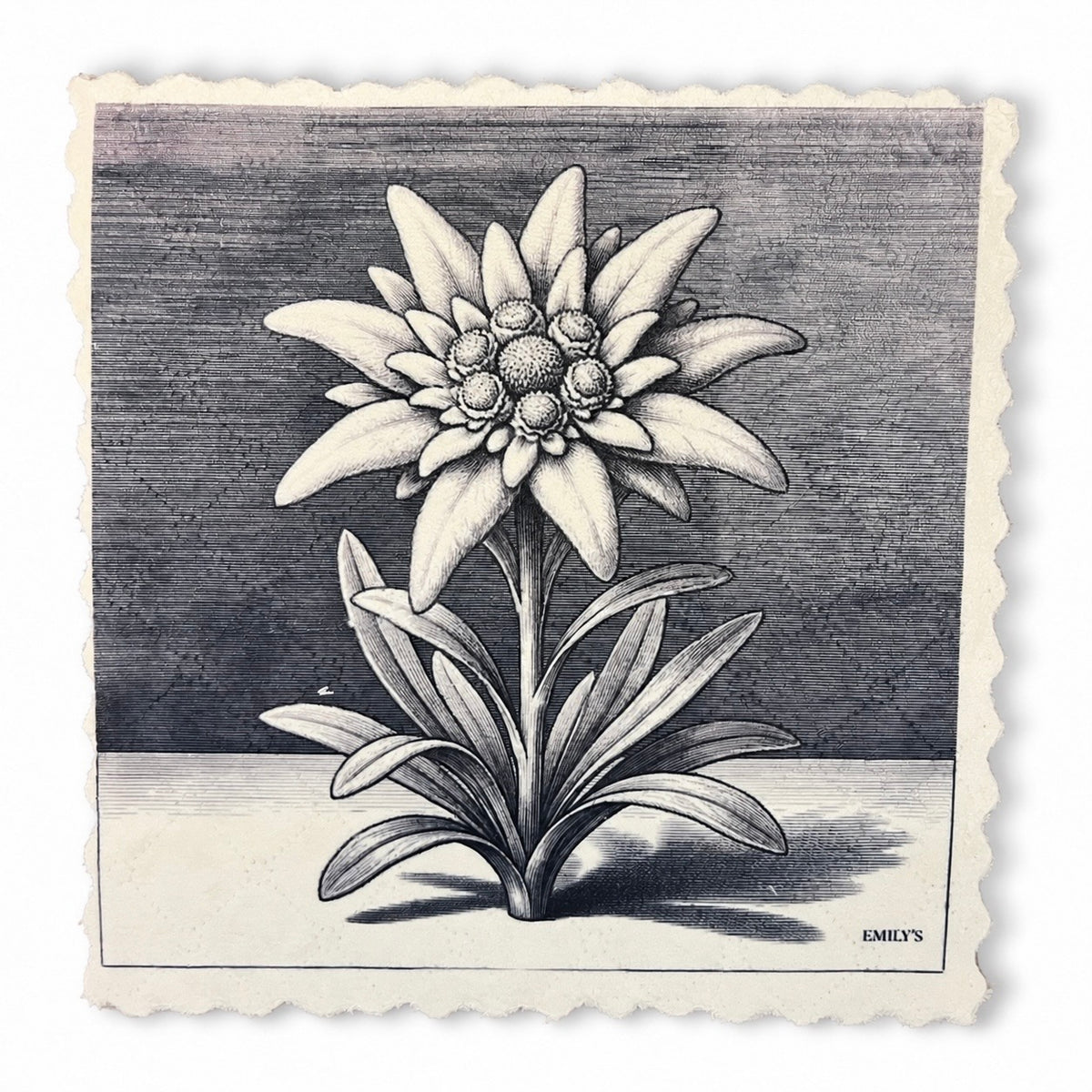 325. GRAPHIC EDELWEISS