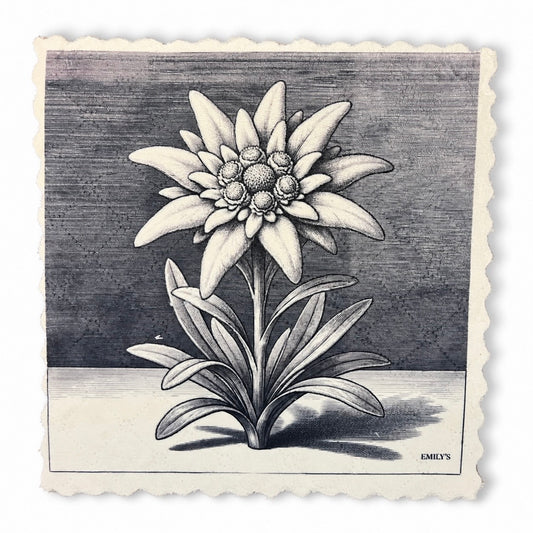 325. GRAPHIC EDELWEISS